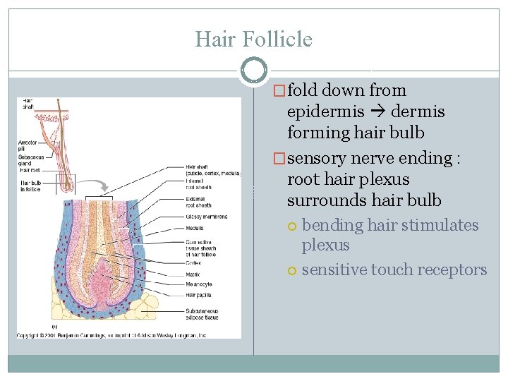 Hair Follicle �fold down from epidermis forming hair bulb �sensory nerve ending : root