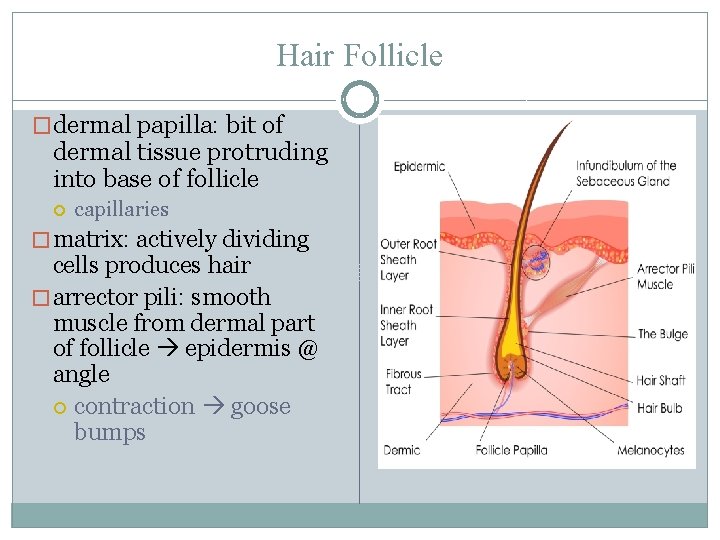Hair Follicle �dermal papilla: bit of dermal tissue protruding into base of follicle capillaries