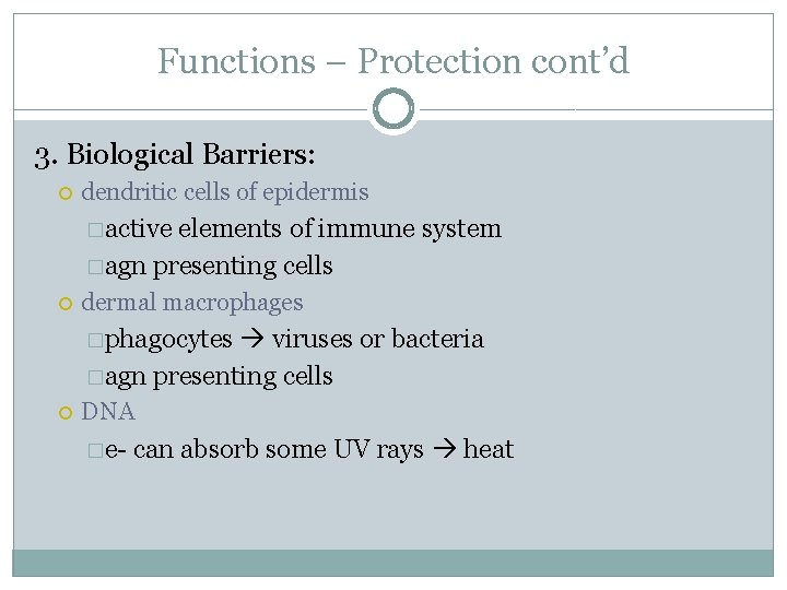 Functions – Protection cont’d 3. Biological Barriers: dendritic cells of epidermis �active elements of