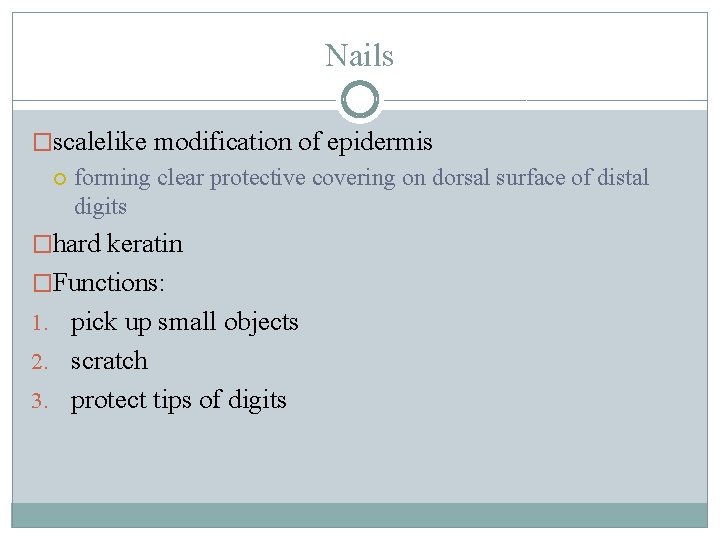 Nails �scalelike modification of epidermis forming clear protective covering on dorsal surface of distal