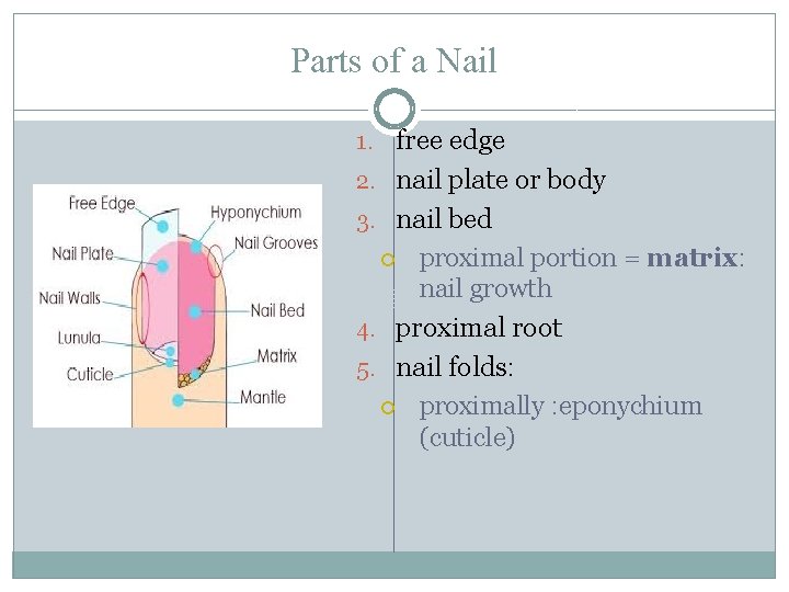 Parts of a Nail 1. free edge 2. nail plate or body 3. nail