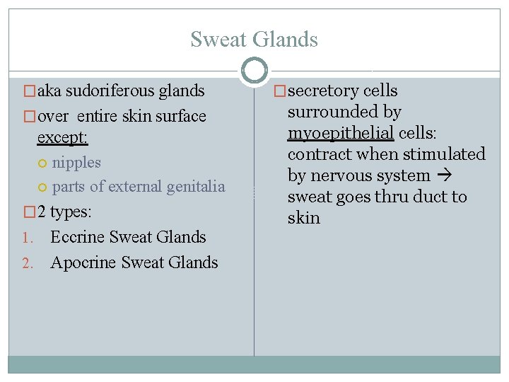 Sweat Glands �aka sudoriferous glands �over entire skin surface except: nipples parts of external