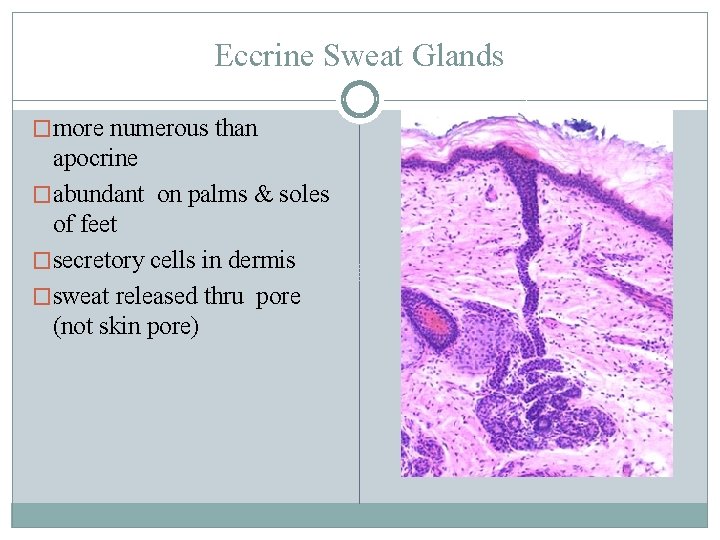 Eccrine Sweat Glands �more numerous than apocrine �abundant on palms & soles of feet