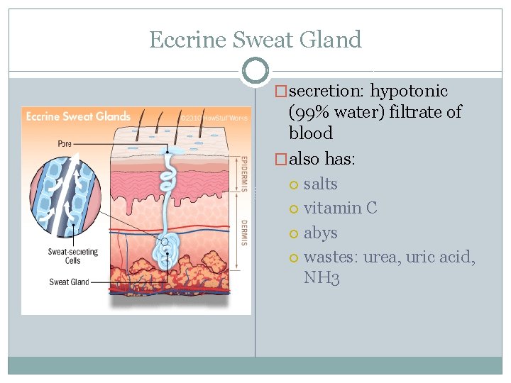 Eccrine Sweat Gland �secretion: hypotonic (99% water) filtrate of blood �also has: salts vitamin