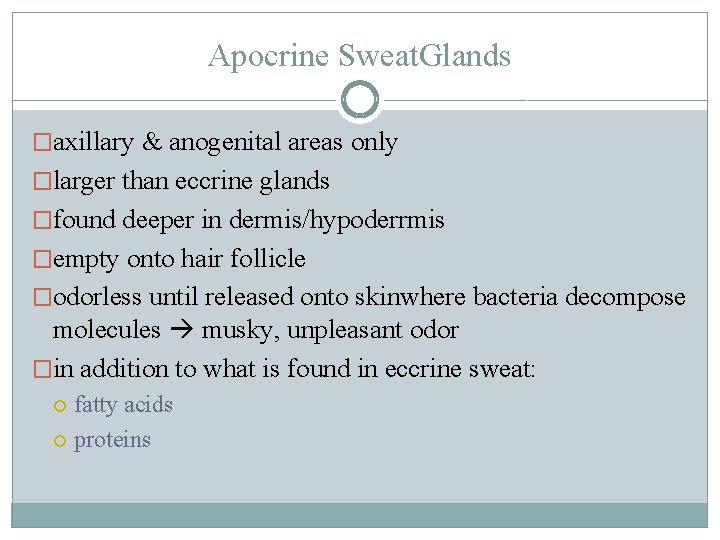 Apocrine Sweat. Glands �axillary & anogenital areas only �larger than eccrine glands �found deeper