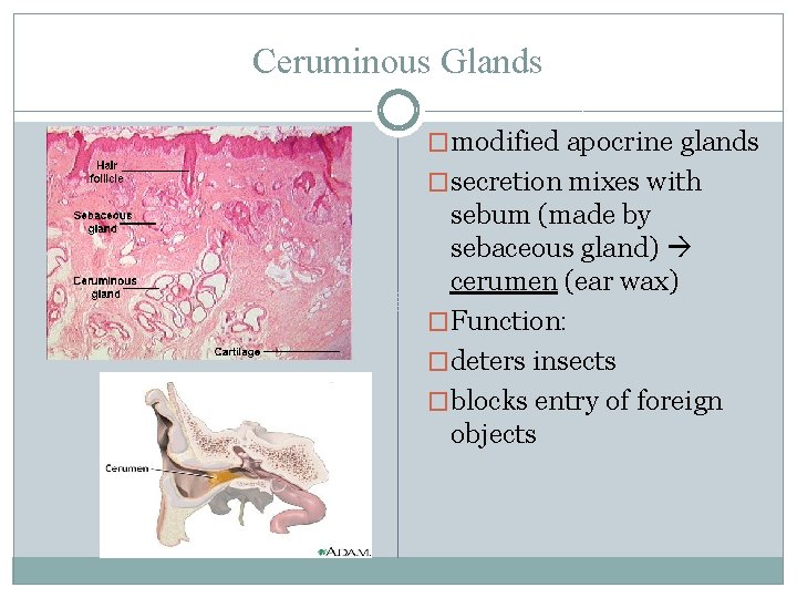 Ceruminous Glands �modified apocrine glands �secretion mixes with sebum (made by sebaceous gland) cerumen