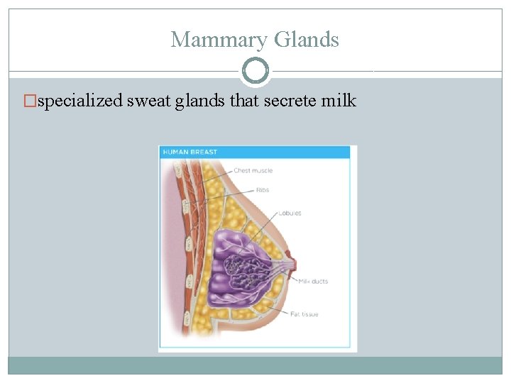 Mammary Glands �specialized sweat glands that secrete milk 