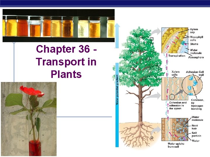 Chapter 36 Transport in Plants AP Biology 