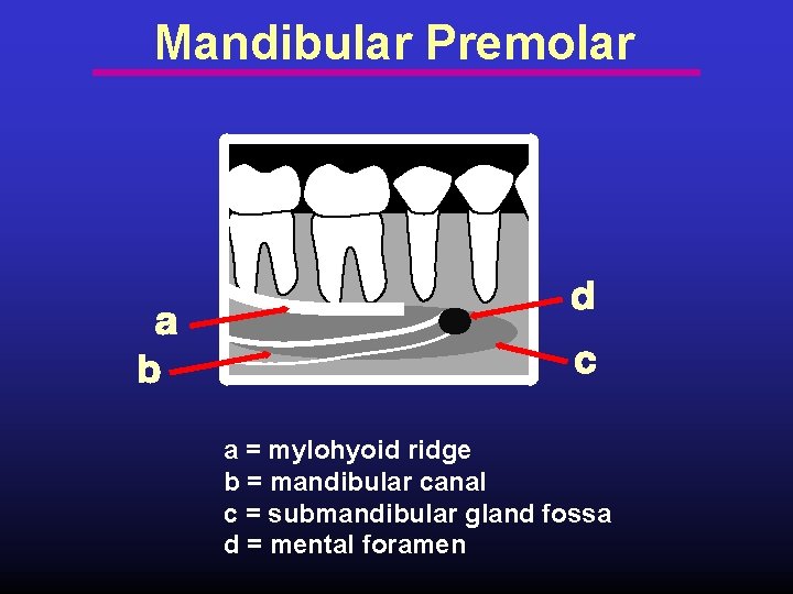 Mandibular Premolar a = mylohyoid ridge b = mandibular canal c = submandibular gland