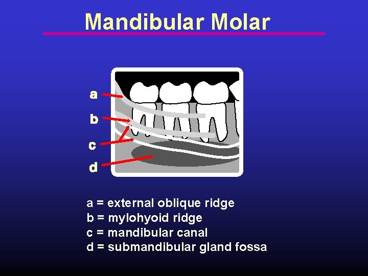 Mandibular Molar a = external oblique ridge b = mylohyoid ridge c = mandibular