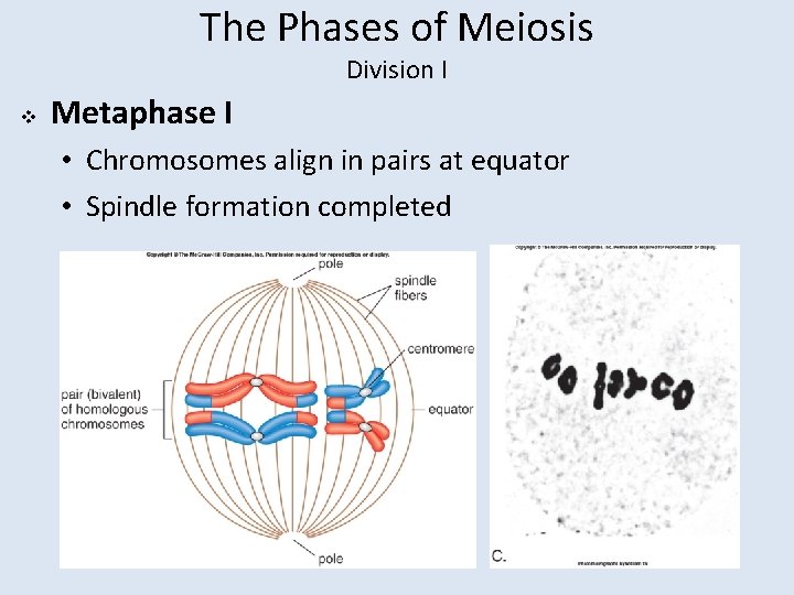 The Phases of Meiosis Division I v Metaphase I • Chromosomes align in pairs