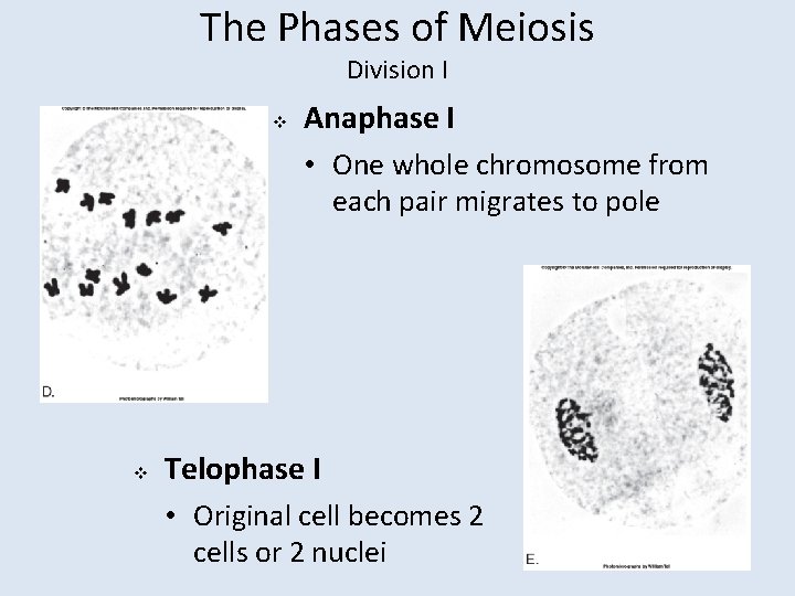 The Phases of Meiosis Division I v Anaphase I • One whole chromosome from