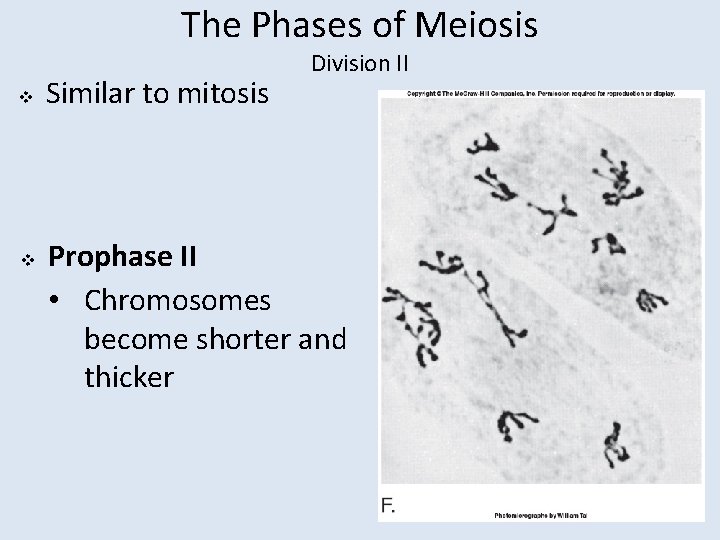 The Phases of Meiosis v v Similar to mitosis Division II Prophase II •
