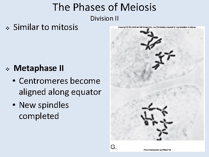 The Phases of Meiosis v v Similar to mitosis Division II Metaphase II •