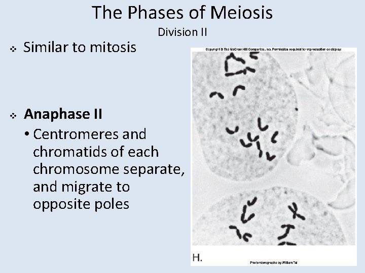 The Phases of Meiosis v v Similar to mitosis Division II Anaphase II •