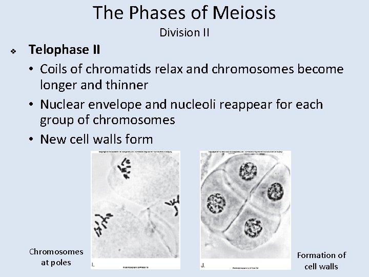 The Phases of Meiosis Division II v Telophase II • Coils of chromatids relax