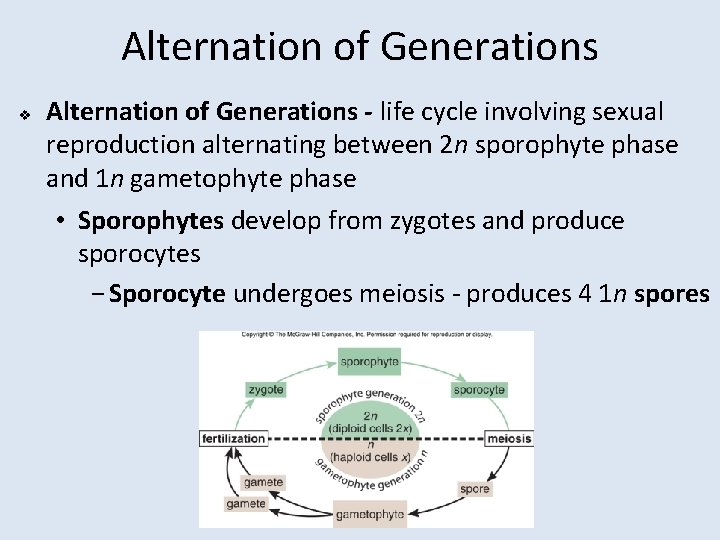 Alternation of Generations v Alternation of Generations - life cycle involving sexual reproduction alternating