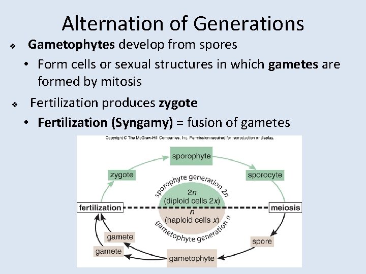 Alternation of Generations v v Gametophytes develop from spores • Form cells or sexual