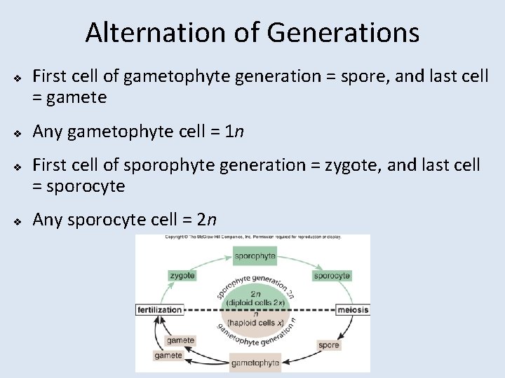 Alternation of Generations v v First cell of gametophyte generation = spore, and last