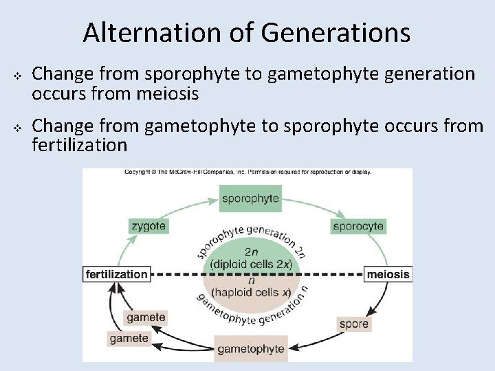 Alternation of Generations v v Change from sporophyte to gametophyte generation occurs from meiosis