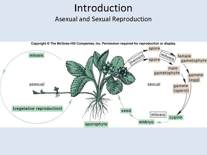 Introduction Asexual and Sexual Reproduction 