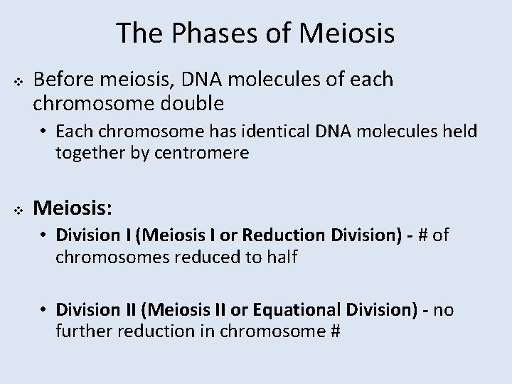 The Phases of Meiosis v Before meiosis, DNA molecules of each chromosome double •