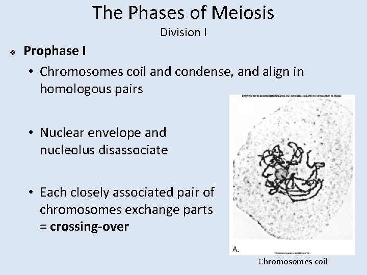 The Phases of Meiosis Division I v Prophase I • Chromosomes coil and condense,