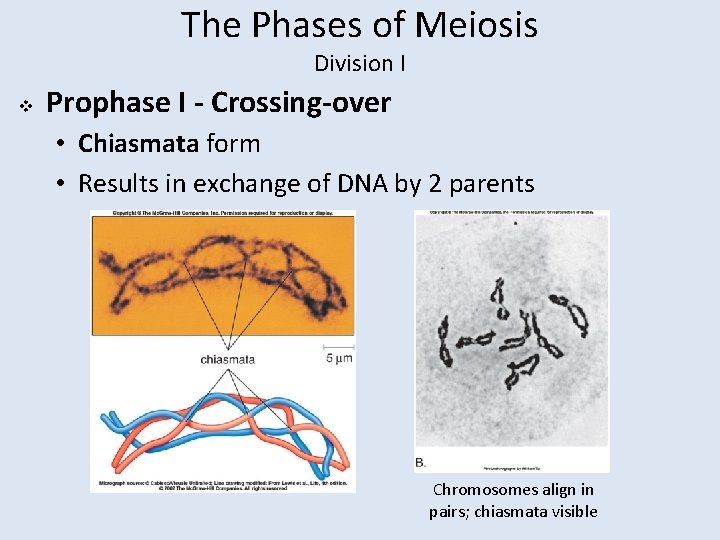 The Phases of Meiosis Division I v Prophase I - Crossing-over • Chiasmata form