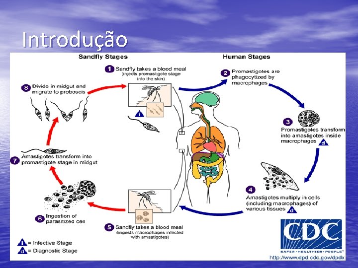 Introdução 