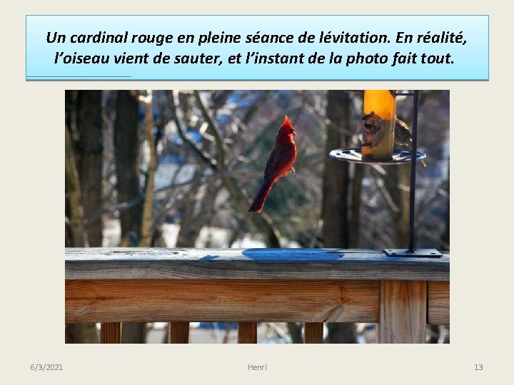 Un cardinal rouge en pleine séance de lévitation. En réalité, l’oiseau vient de sauter,