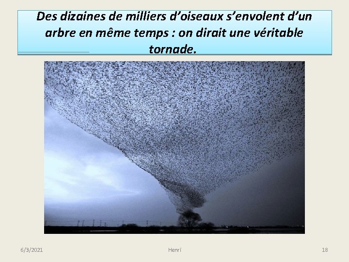 Des dizaines de milliers d’oiseaux s’envolent d’un arbre en même temps : on dirait