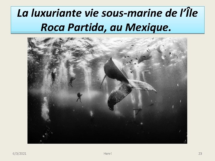 La luxuriante vie sous-marine de l’Île Roca Partida, au Mexique. 6/3/2021 Henri 23 