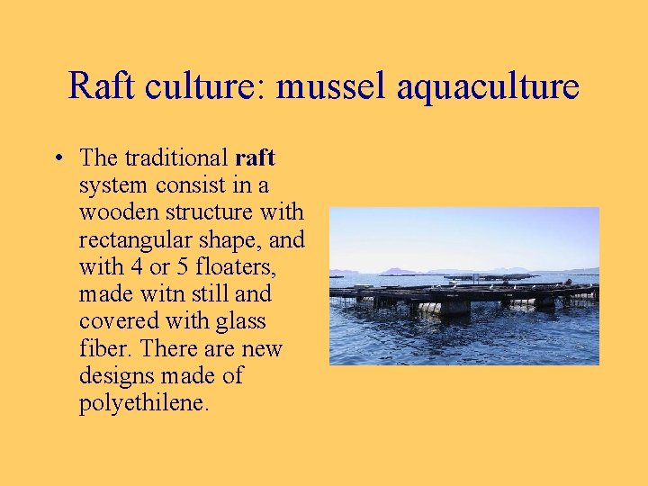 Raft culture: mussel aquaculture • The traditional raft system consist in a wooden structure