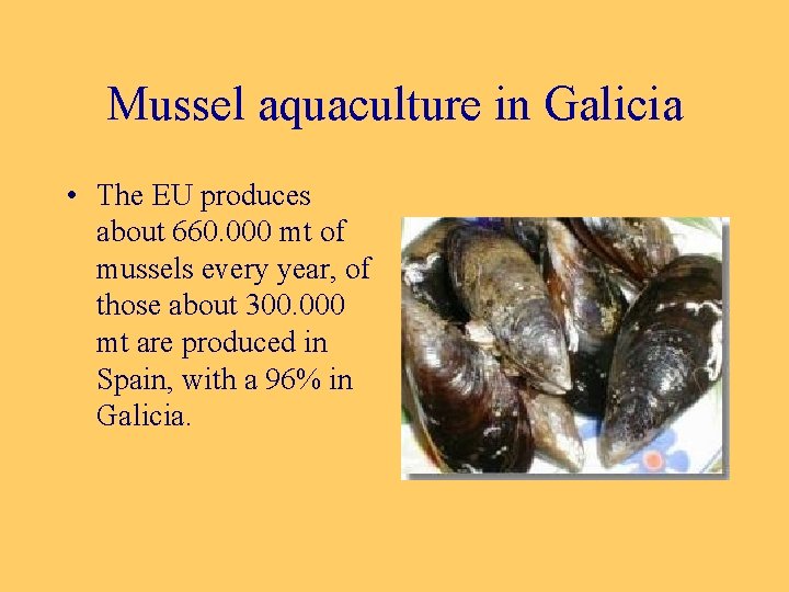 Mussel aquaculture in Galicia • The EU produces about 660. 000 mt of mussels