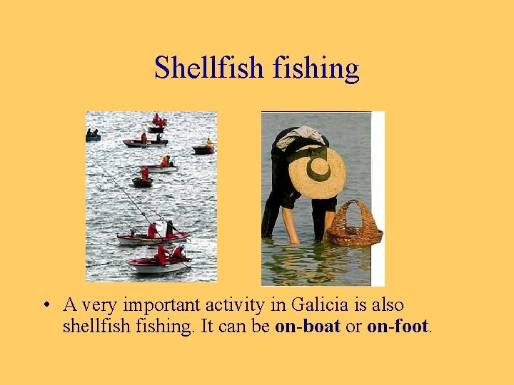 Shellfishing • A very important activity in Galicia is also shellfishing. It can be