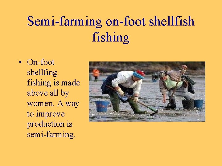 Semi-farming on-foot shellfishing • On-foot shellfing fishing is made above all by women. A