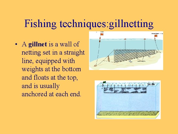 Fishing techniques: gillnetting • A gillnet is a wall of netting set in a