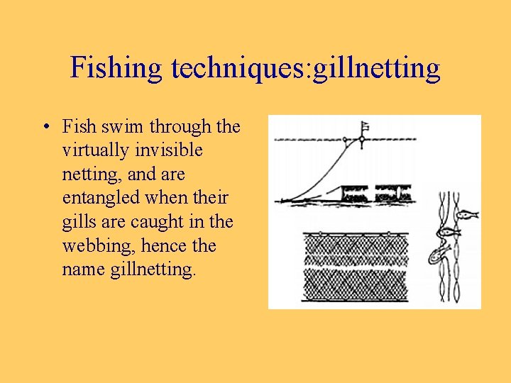 Fishing techniques: gillnetting • Fish swim through the virtually invisible netting, and are entangled