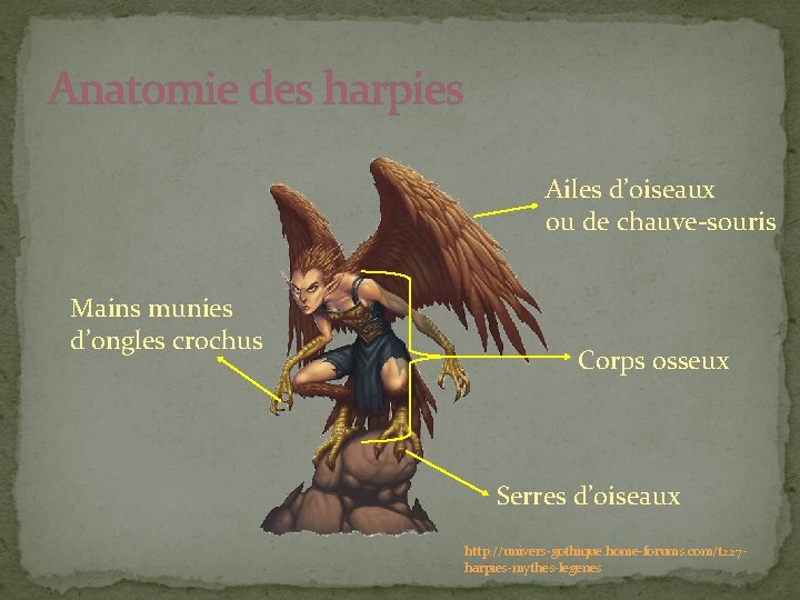 Anatomie des harpies Ailes d’oiseaux ou de chauve-souris Mains munies d’ongles crochus Corps osseux Anatomie des harpies Ailes d’oiseaux ou de chauve-souris Mains munies d’ongles crochus Corps osseux