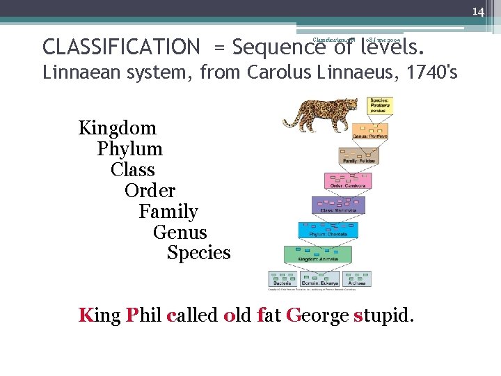 14 CLASSIFICATION = Sequence of levels. Classification. ppt 08 June 2009 Linnaean system, from