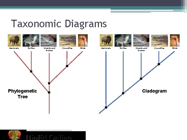 Taxonomic Diagrams Mammals Turtles Phylogenetic Tree Lizards and Snakes Crocodiles Birds Mammals Turtles Lizards