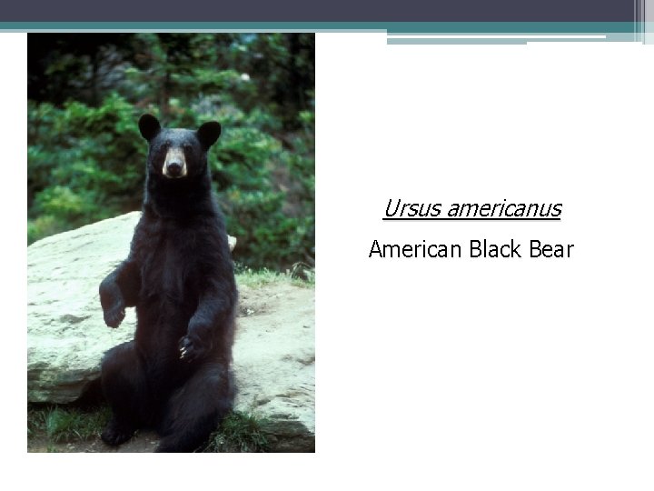 Ursus americanus American Black Bear 