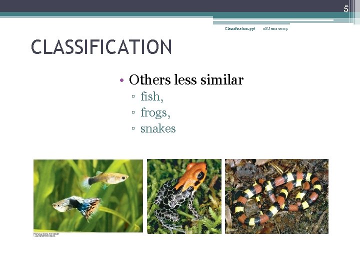 5 Classification. ppt CLASSIFICATION • Others less similar ▫ fish, ▫ frogs, ▫ snakes