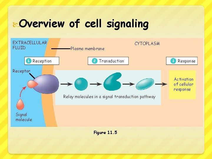  Overview EXTRACELLULAR FLUID 1 Reception of cell signaling Plasma membrane CYTOPLASM 2 Transduction