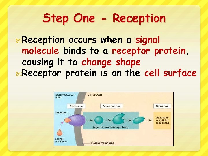 Step One - Reception occurs when a signal molecule binds to a receptor protein,