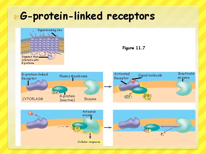  G-protein-linked receptors Signal-binding site Figure 11. 7 Segment that interacts with G proteins