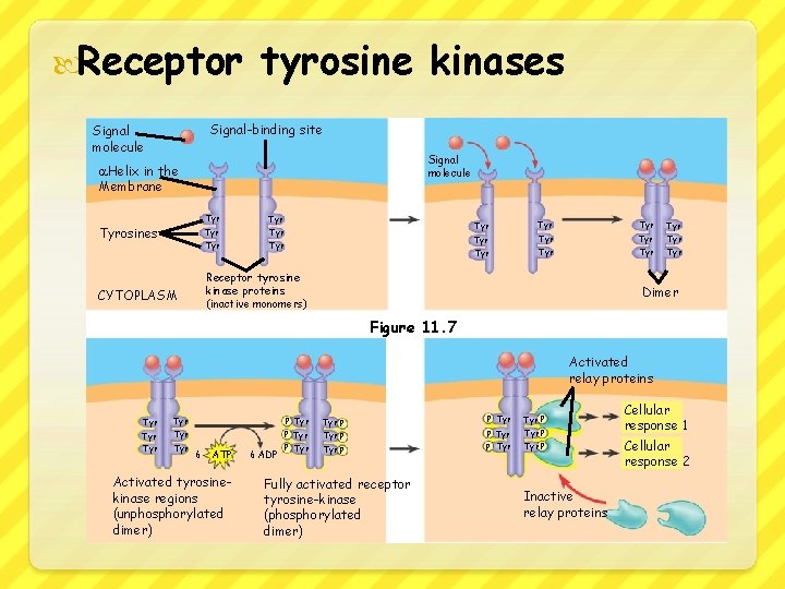  Receptor tyrosine kinases Signal-binding site Signal molecule Helix in the Membrane Tyrosines Tyr