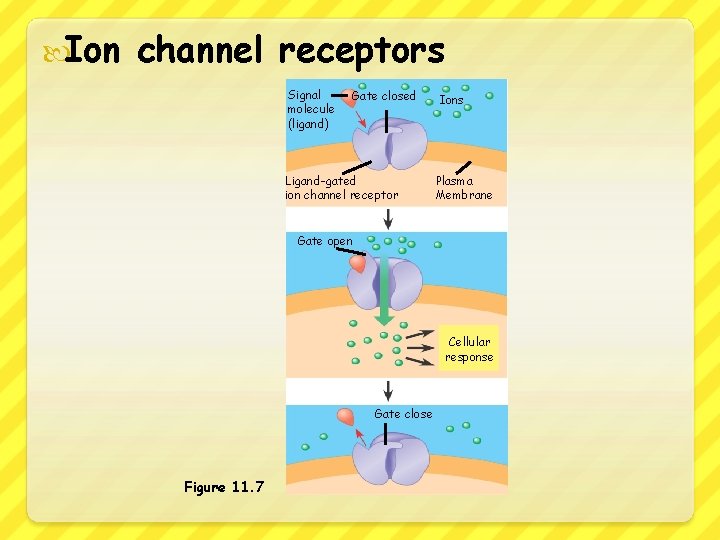  Ion channel receptors Signal molecule (ligand) Gate closed Ligand-gated ion channel receptor Ions