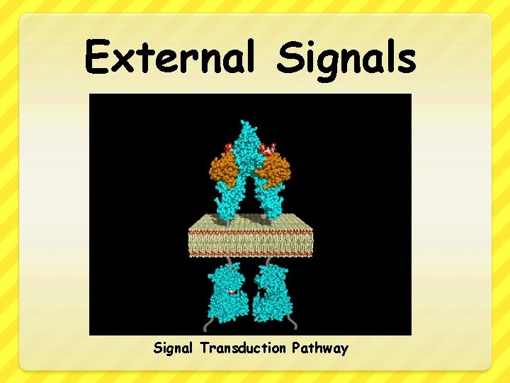 External Signals Signal Transduction Pathway 