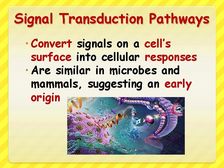 Signal Transduction Pathways Convert signals on a cell’s surface into cellular responses Are similar